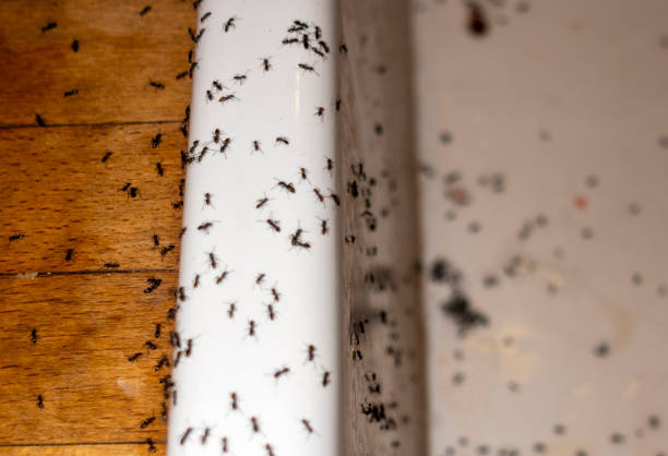 Best Pest Control for Businesses  in Ardmore, OK